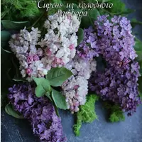 Сирень из холодного фарфора