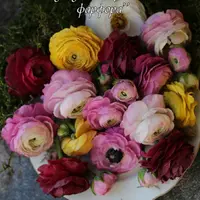 Ранункулюсы из холодного фарфора