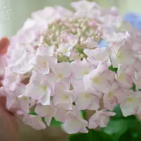 Гортензия из холодного фарфора