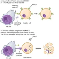 Повышение иммунитета физиологическими методами