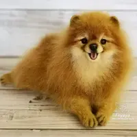 Померанский шпиц. Совместное валяние