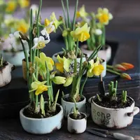 Миниатюрные нарциссы