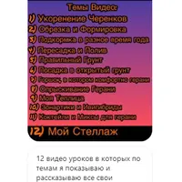 Выращивание пеларгонии