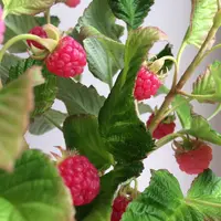 Веточка малины из холодного фарфора