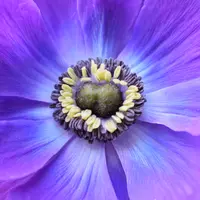 Анемон из холодного фарфора