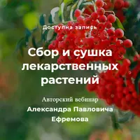 Сбор и сушка лекарственных растений