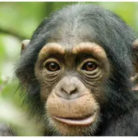 Животное в человеке и человеческое в животных