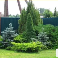 Хвойный мир