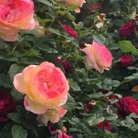 Как создать розовый сад лёгкого ухода