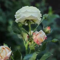 Английская роза сорта Принцесса Маргарет из холодного фарфора