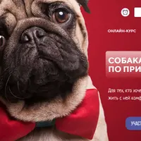 Собака: инструкция по применению