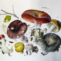 Ботаническая живопись. Сыроежки