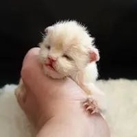 Мастер-Шоу «Рыжий мейн-кун»