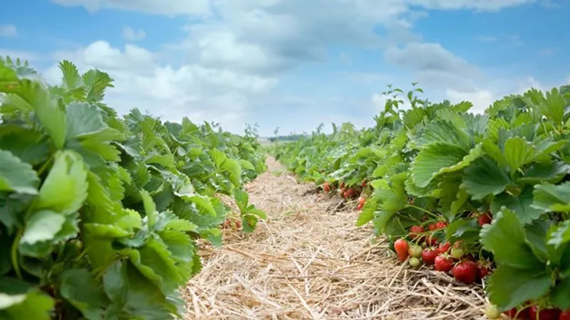 Выращивание клубники