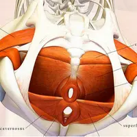 Тазовое дно