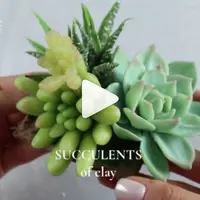 Суккуленты из холодного фарфора