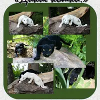 Мастер-класс Дикие кошки