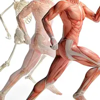 Тело человека. Модуль 2