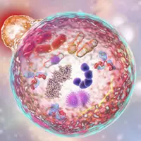 Укрепление иммунной системы