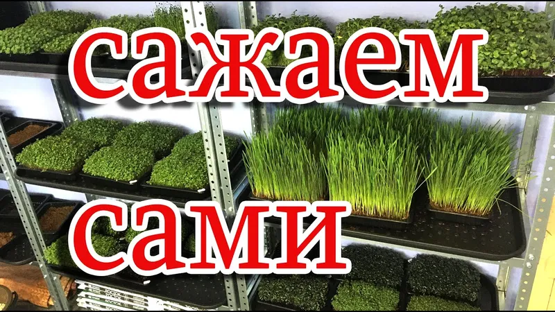 Микрозелень своими руками: организация, производство и маркетинг