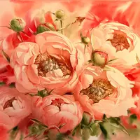 Пионы акварелью сорт Coral Sharm