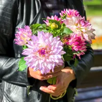 Георгин Crazy Love