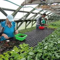 Зеленое черенкование: разбиваем мифы производственным опытом