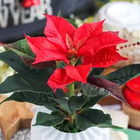 Пуансеттия