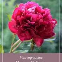 Пион "Рубин" из холодного фарфора