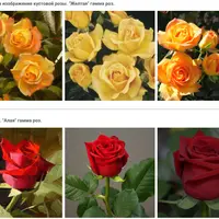 Анатомия цветов. Розы