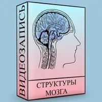 Структуры головного мозга