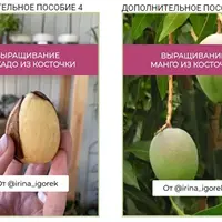 Руководство по выращиванию и уходу за комнатными растениями