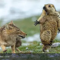 National Geographic: кадры, вызывающие восторг