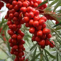 Малораспространенные плодовые и ягодные культуры