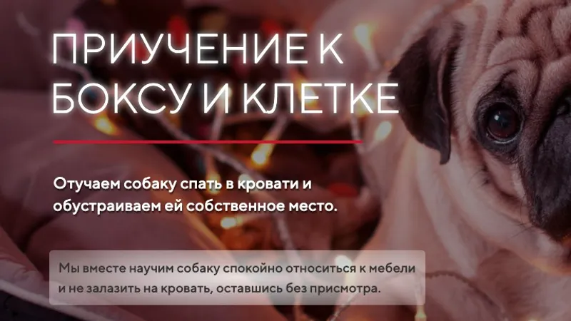 Бокс и клетка