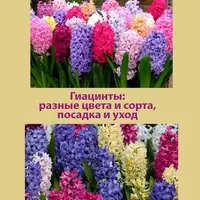 Тюльпаны. Лучшие сорта. Гиацинты: разные цвета и сорта, посадка и уход