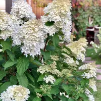 Зелёное черенкование гортензии Метельчатой