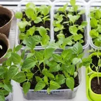 Выращивание рассады