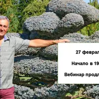 Топиарное искусство