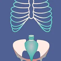 Позвоночник. Грудная клетка. Таз