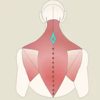 Мышцы торса