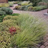 Декоративные травы в современном ландшафте