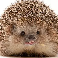 ТКМ в спортивной медицине