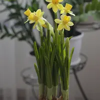 Каллы и Нарциссы