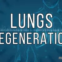 Частота регенерации легких. Версия 02 Усиленная
