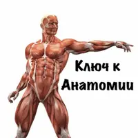 Ключ к Анатомии