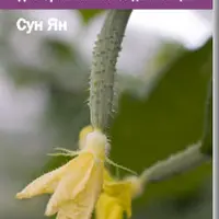 ДАО Орального Секса для Женщин или Игра на Флейте