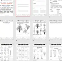 Исследовательский проект "Деревья школьного двора"
