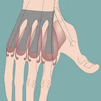 Мышцы рук. Часть 2