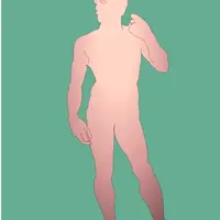 Структурное анатомическое рисование